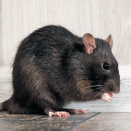 دانلود Mouse and Rat Sounds