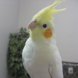 دانلود آموزش عروس هلندی