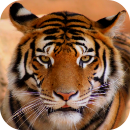 دانلود Tiger Sounds