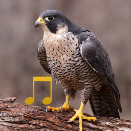 دانلود Bird and Animal sounds