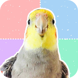 دانلود ‏طوطی تامر |‏‏ عروس‌ هلندی و طوطیسانان