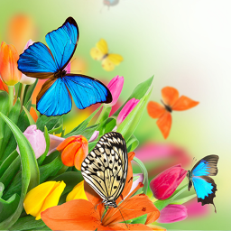 دانلود Butterfly Live Wallpaper