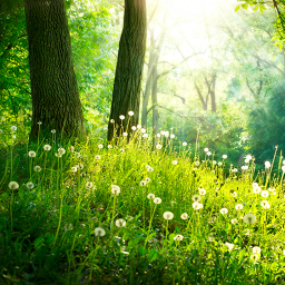 دانلود Forest Live Wallpaper