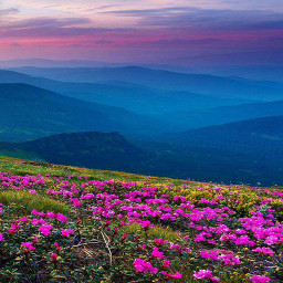 دانلود Mountain Flower Live Wallpaper