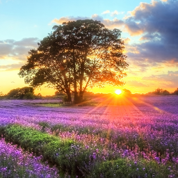 دانلود Perfect Sunset Live Wallpaper