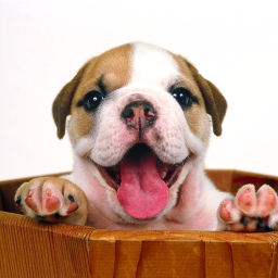 دانلود Puppy Live Wallpaper