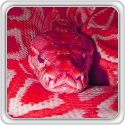 دانلود تم مار