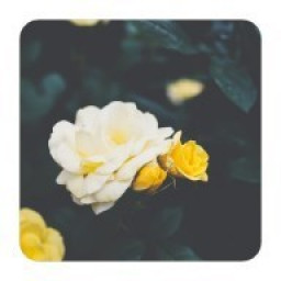 دانلود flowerwallpaper | تصاویر زمینه گل