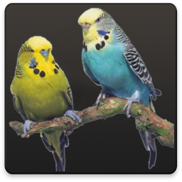 دانلود راهنمای پرورش مرغ عشق