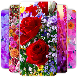 دانلود Flowers Wallpaper