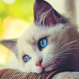 دانلود Talking Cat: My Cute Pet Sim