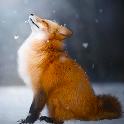 دانلود Talking Fox: My Smart Pet