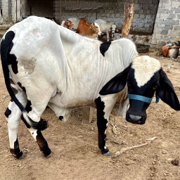 دانلود Animal transport truck games