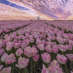 دانلود Pink Wallpaper