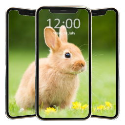 دانلود Cute Rabbit Wallpaper HD