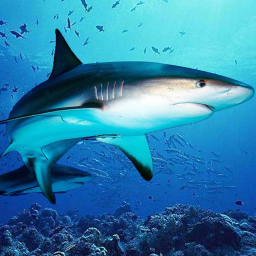 دانلود The DogFish