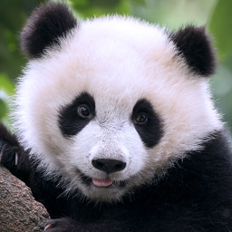 دانلود The Panda