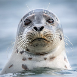 دانلود The Seal