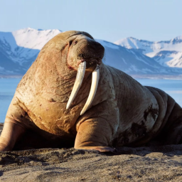 دانلود The Walrus