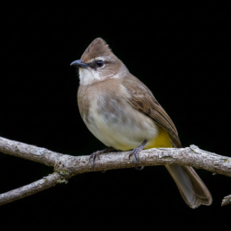 دانلود Bulbul bird sounds