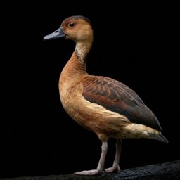 دانلود Duck Sounds