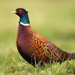 دانلود Pheasant sounds