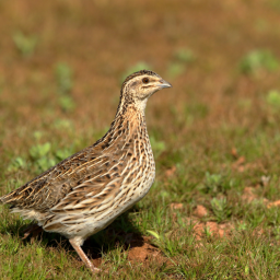 دانلود Rain quail bird Sounds