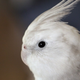 دانلود Cockatiel Bird Sounds