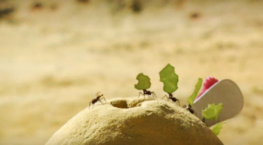 انیمیشن زندگی حشرات - فصل ۱ - قسمت ۷۵