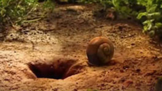 انیمیشن زندگی حشرات - فصل ۱ - قسمت ۱۰