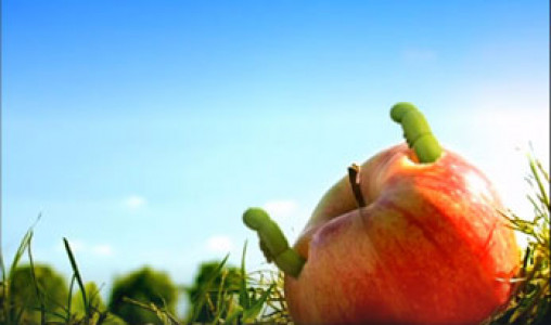 انیمیشن زندگی حشرات - فصل ۱ - قسمت ۱۹