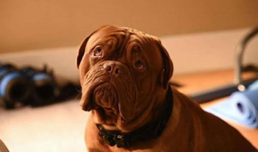 سریال ترنر و هوچ - فصل ۱ - قسمت ۲