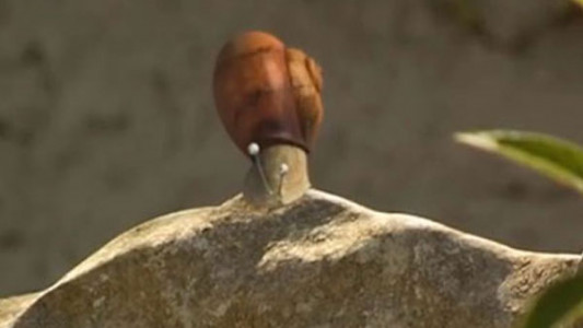 انیمیشن زندگی حشرات - فصل ۱ - قسمت ۶