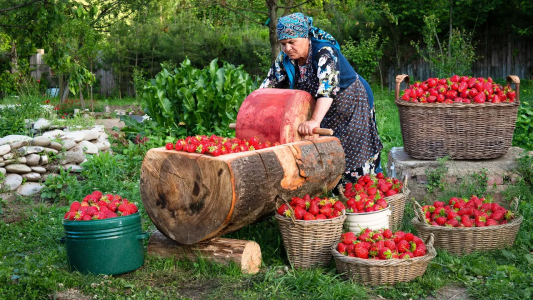 سریال زندگی روستایی - آشپزی در طبیعت - فصل ۱ - اولین برداشت توت فرنگی سال، درست کردن کیک و مربای توت فرنگی
