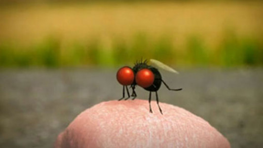 انیمیشن زندگی حشرات - فصل ۱ - قسمت ۲۰