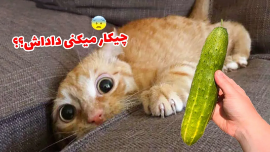 انیمیشن بهترین دوبله‌های پوریا وست - فصل ۱ - یه دوبله طنز از خنده دار ترین ویدیو های حیوانات ۲۰۲۲ درست کردم