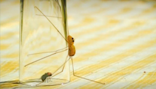 انیمیشن زندگی حشرات - فصل ۱ - قسمت ۳۴