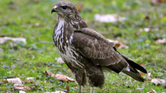 سریال مرگ با شعبده - فصل ۱ - قسمت ۷ - ادینبورگ: محاکمه با آتش