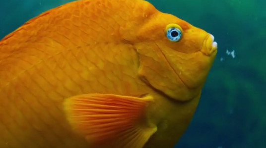 سریال سیاره آبی ۲ - فصل ۱ - قسمت ۵ - دریاهای سبز