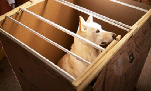 سریال ترنر و هوچ - فصل ۱ - قسمت ۱۰