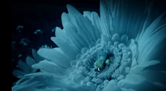 انیمیشن زندگی حشرات - فصل ۱ - قسمت ۳۵