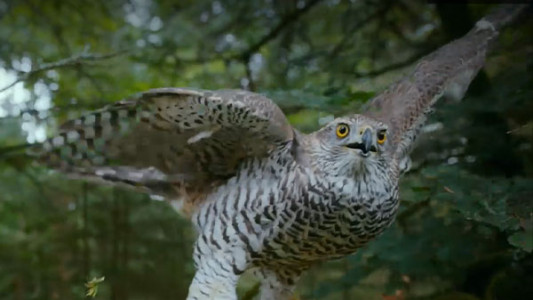 سریال فراتر از طبیعت - فصل ۱ - قسمت ۴ - رودخانگان