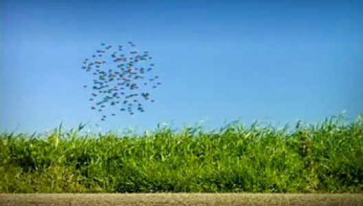 انیمیشن زندگی حشرات - فصل ۱ - قسمت ۷۲