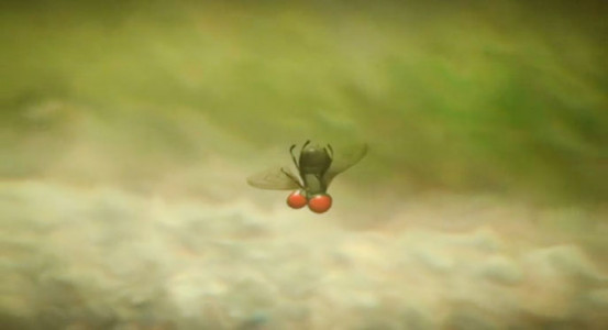 انیمیشن زندگی حشرات - فصل ۱ - قسمت ۷۰