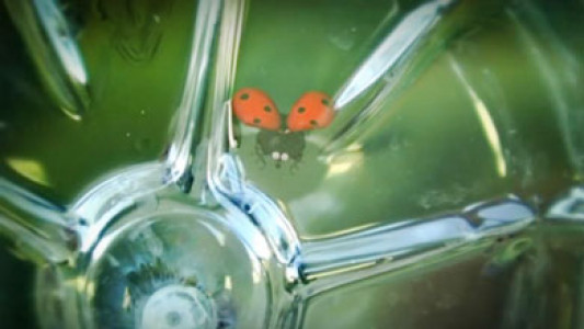 انیمیشن زندگی حشرات - فصل ۱ - قسمت ۶۴