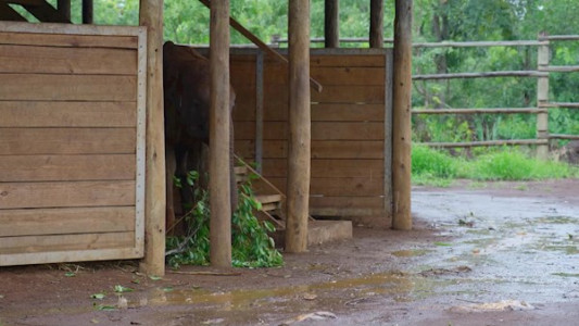 سریال زاده برای وحشی بودن - فصل ۱ - قسمت ۲ - بچه فیل