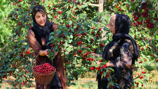 سریال آشپزی روستایی با ویلیج ایونتز - فصل ۱ - قسمت ۲۲