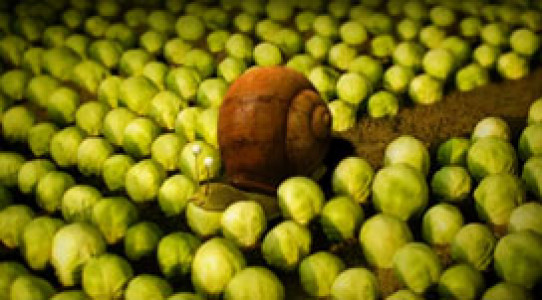 انیمیشن زندگی حشرات - فصل ۱ - قسمت ۳۱