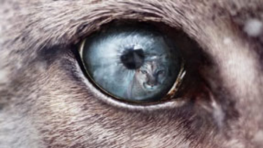 سریال شکارچیان - فصل ۱ - قسمت ۴ - پوما - یوزپلنگ درنده امریکایی 