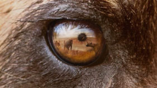 سریال شکارچیان - فصل ۱ - قسمت ۵ - سگ وحشی (قسمت آخر)